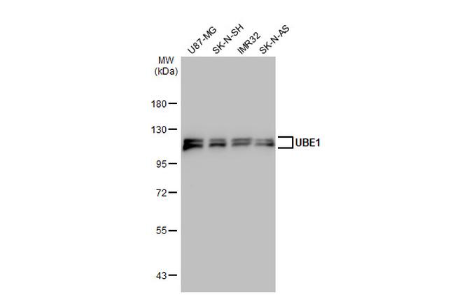 UBE1 Antibody in Western Blot (WB)