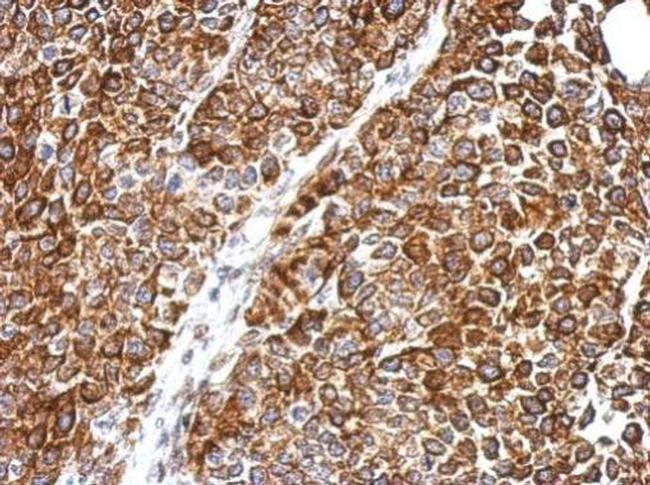 DPH2 Antibody in Immunohistochemistry (Paraffin) (IHC (P))