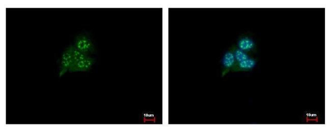 HDHD1 Antibody in Immunocytochemistry (ICC/IF)