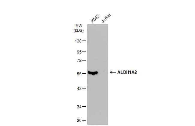 ALDH1A2 Antibody in Western Blot (WB)