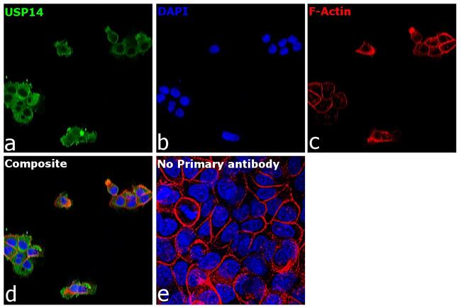 USP14 Antibody in Immunocytochemistry (ICC/IF)