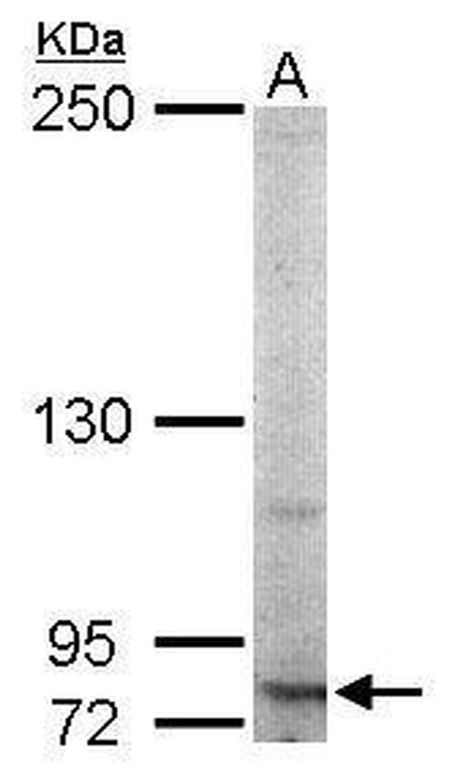 RNF10 Antibody in Western Blot (WB)