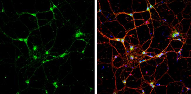 Syntaxin 6 Antibody in Immunocytochemistry (ICC/IF)