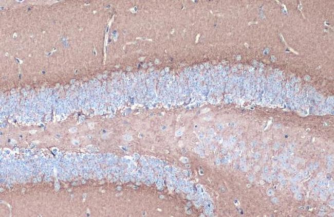 CYP46A1 Antibody in Immunohistochemistry (Paraffin) (IHC (P))