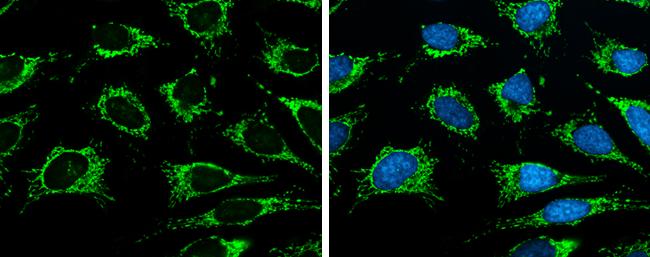 ISCU Antibody in Immunocytochemistry (ICC/IF)