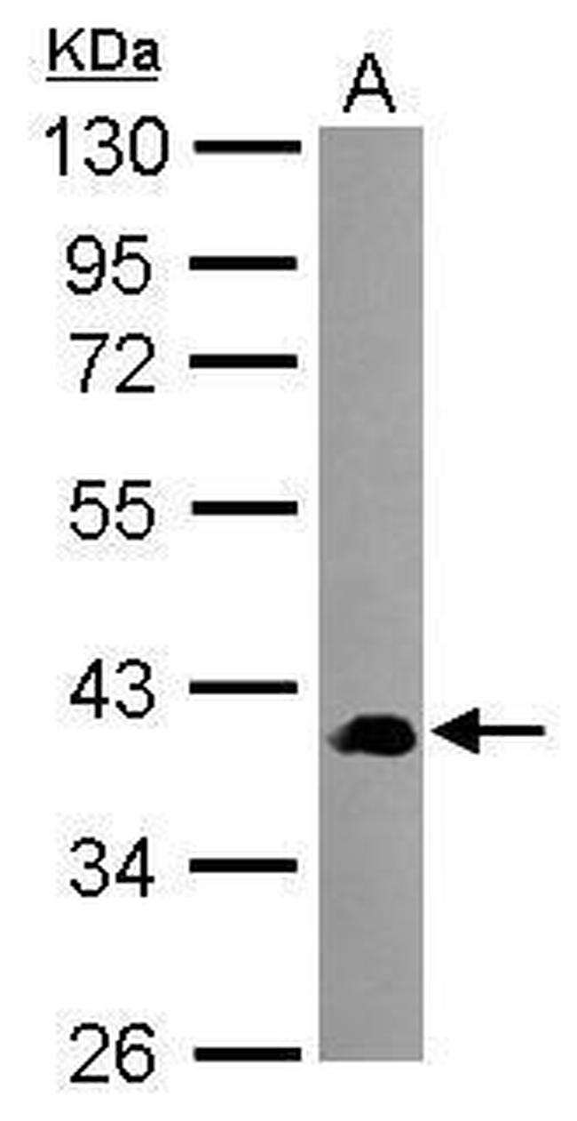 SEC14L2 Antibody in Western Blot (WB)