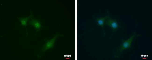 SEC14L2 Antibody in Immunocytochemistry (ICC/IF)