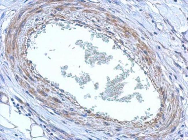 FBXO8 Antibody in Immunohistochemistry (Paraffin) (IHC (P))