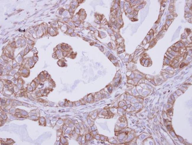 CNNM4 Antibody in Immunohistochemistry (Paraffin) (IHC (P))