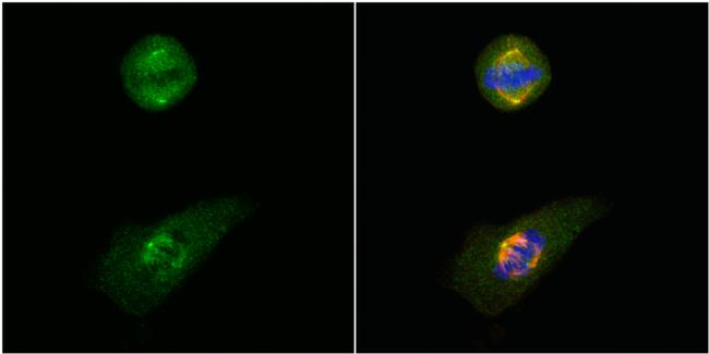 GCP4 Antibody in Immunocytochemistry (ICC/IF)