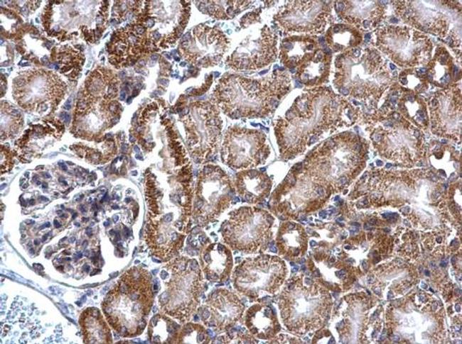 PRMT5 Antibody in Immunohistochemistry (Paraffin) (IHC (P))