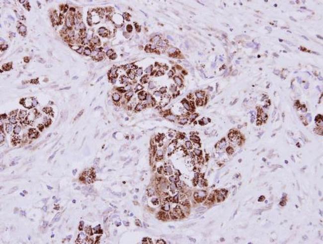 MIOX Antibody in Immunohistochemistry (Paraffin) (IHC (P))