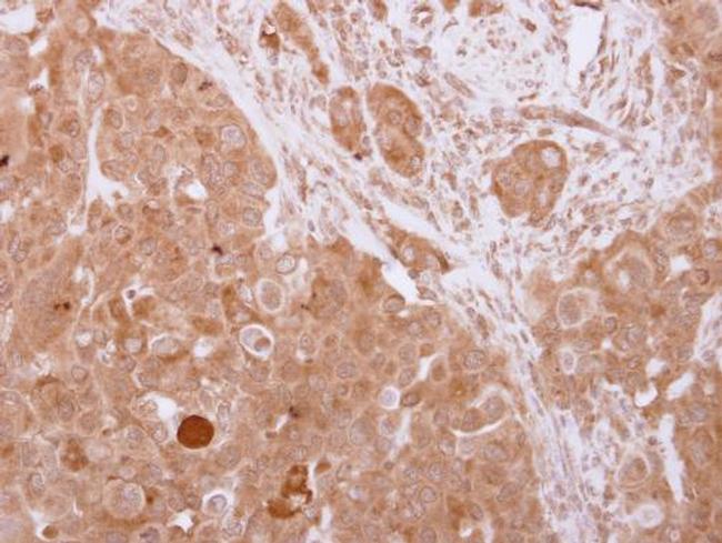 UBE1L2 Antibody in Immunohistochemistry (Paraffin) (IHC (P))