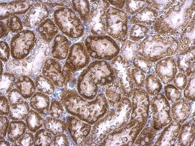 RAB33B Antibody in Immunohistochemistry (Paraffin) (IHC (P))