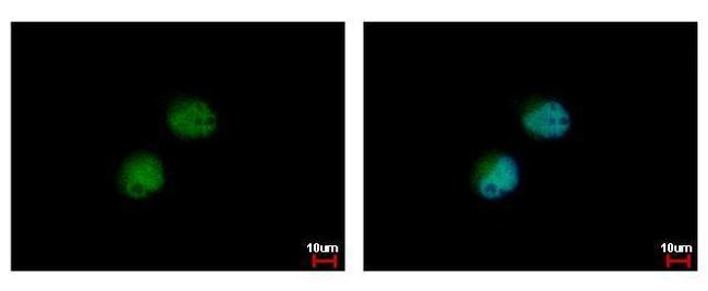 PRMT7 Antibody in Immunocytochemistry (ICC/IF)