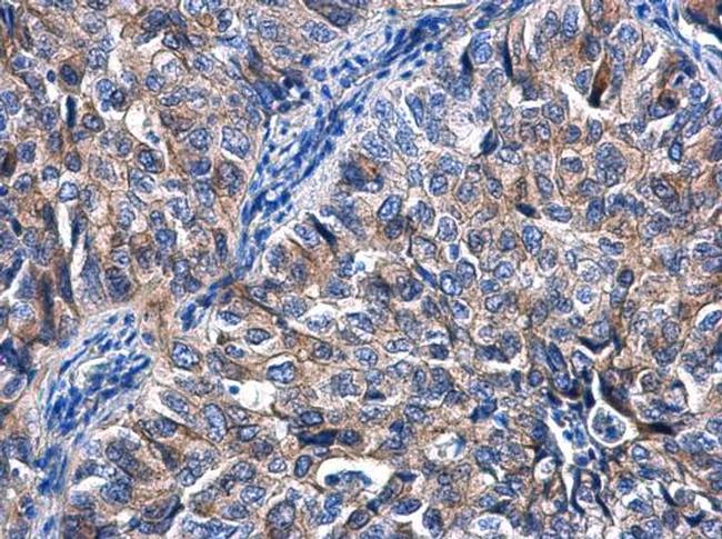 KIZUNA Antibody in Immunohistochemistry (Paraffin) (IHC (P))