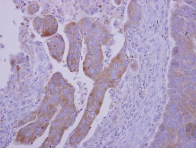 RNF23 Antibody in Immunohistochemistry (Paraffin) (IHC (P))