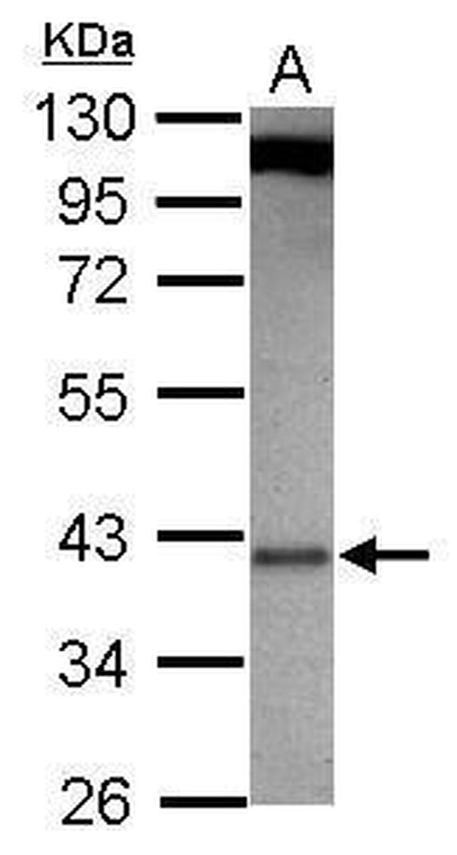 GBL Antibody in Western Blot (WB)