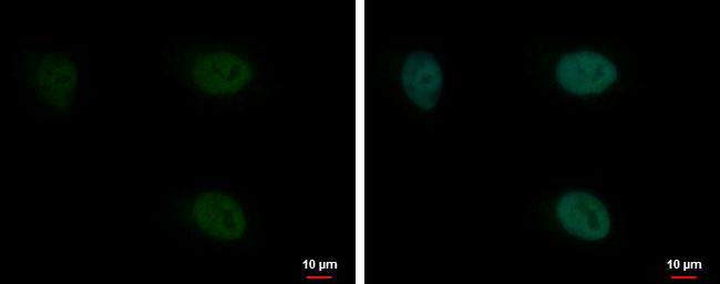 PYGO2 Antibody in Immunocytochemistry (ICC/IF)