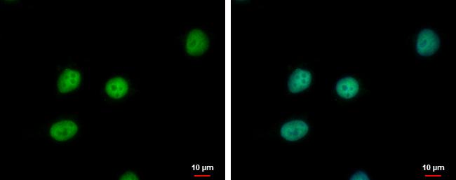 PTTG2 Antibody in Immunocytochemistry (ICC/IF)