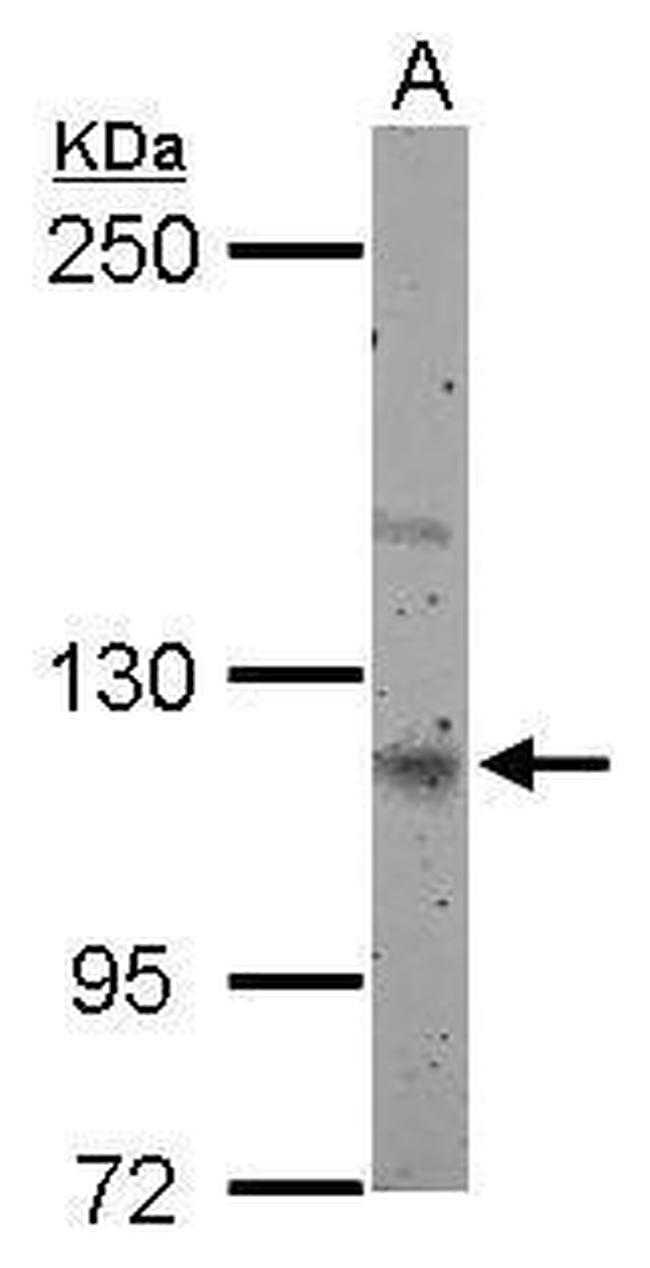 Munc13-4 Antibody in Western Blot (WB)