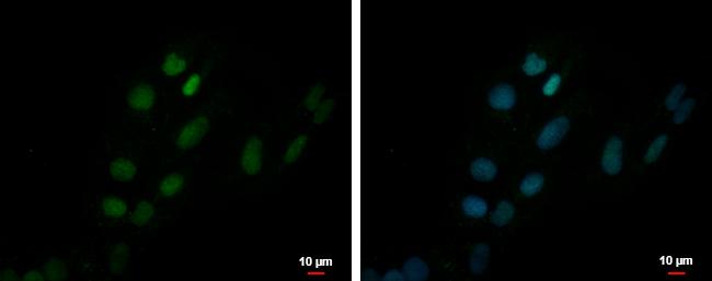 ZNF550 Antibody in Immunocytochemistry (ICC/IF)