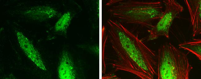 GPS2 Antibody in Immunocytochemistry (ICC/IF)