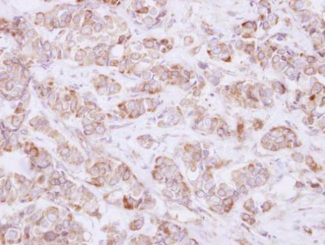 USP46 Antibody in Immunohistochemistry (Paraffin) (IHC (P))