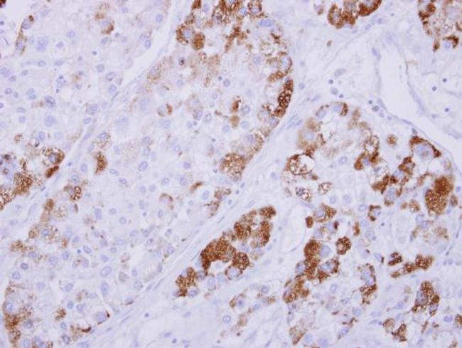 NDRG4 Antibody in Immunohistochemistry (Paraffin) (IHC (P))