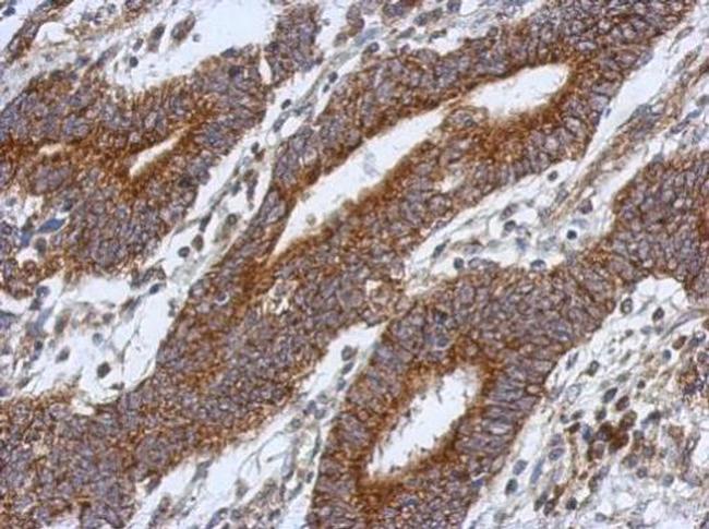 HS3ST2 Antibody in Immunohistochemistry (Paraffin) (IHC (P))