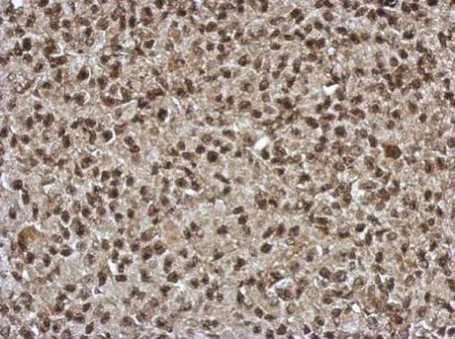 SLU7 Antibody in Immunohistochemistry (Paraffin) (IHC (P))