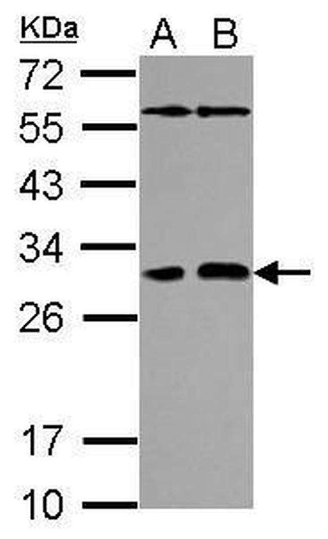 PAFAH1B2 Antibody in Western Blot (WB)