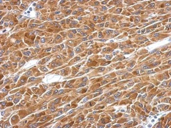 PAICS Antibody in Immunohistochemistry (Paraffin) (IHC (P))