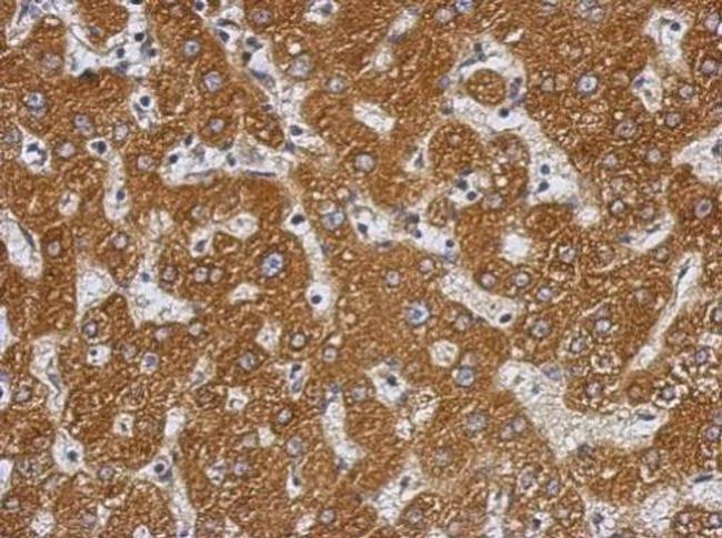 PRAS40 Antibody in Immunohistochemistry (Paraffin) (IHC (P))