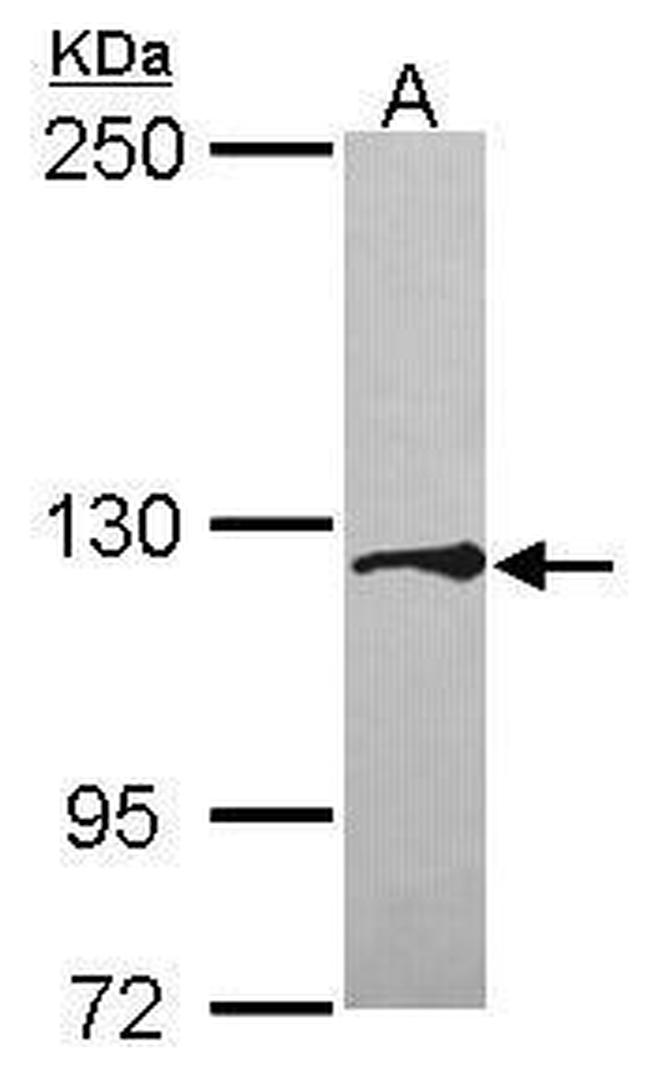 Tomosyn Antibody in Western Blot (WB)