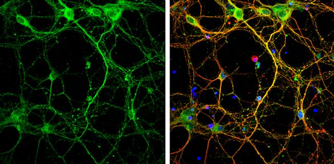 Syntaxin 3 Antibody in Immunocytochemistry (ICC/IF)