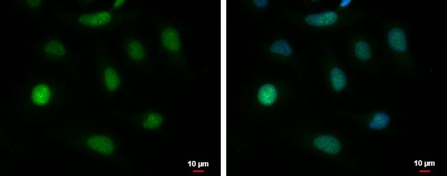 BAG6 Antibody in Immunocytochemistry (ICC/IF)