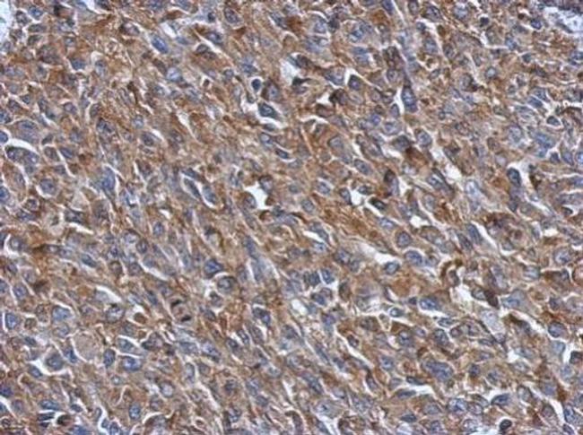 PRPSAP2 Antibody in Immunohistochemistry (Paraffin) (IHC (P))