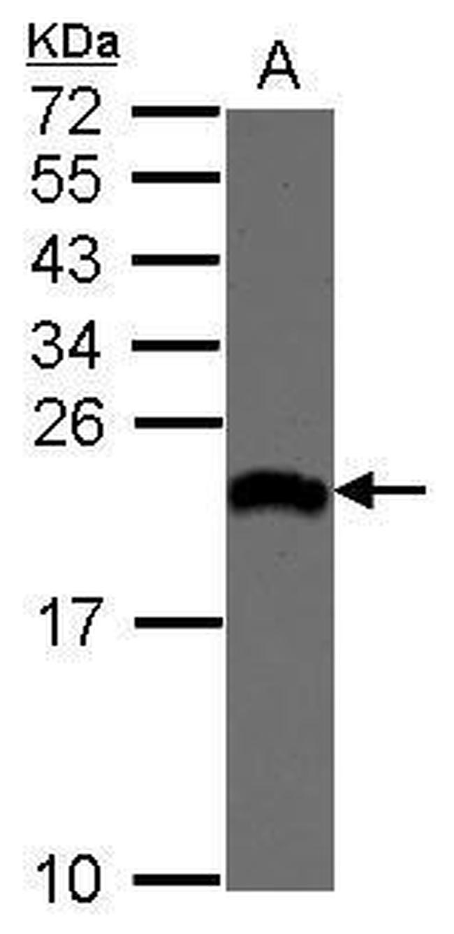 eIF1AX Antibody in Western Blot (WB)