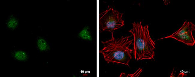 LSM11 Antibody in Immunocytochemistry (ICC/IF)