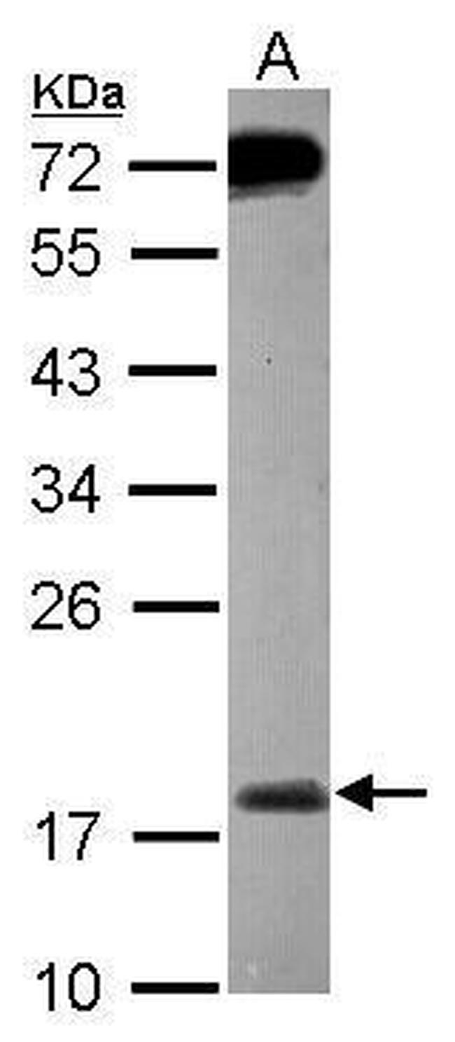 MSRB2 Antibody in Western Blot (WB)