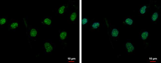 PASD1 Antibody in Immunocytochemistry (ICC/IF)