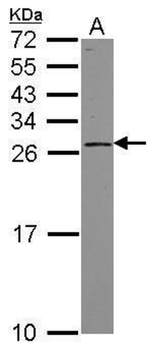 GINS3 Antibody in Western Blot (WB)