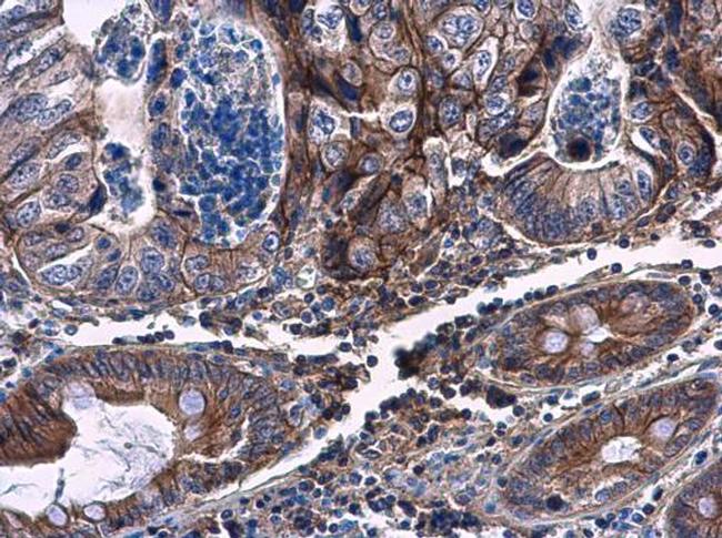 CHST4 Antibody in Immunohistochemistry (Paraffin) (IHC (P))