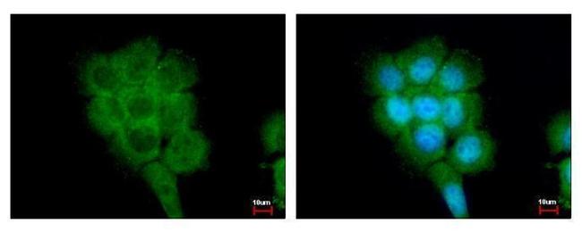 FPGT Antibody in Immunocytochemistry (ICC/IF)