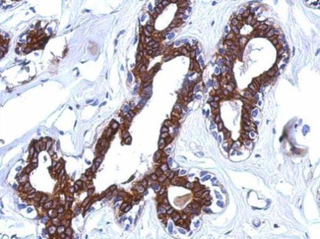 AGBL4 Antibody in Immunohistochemistry (Paraffin) (IHC (P))