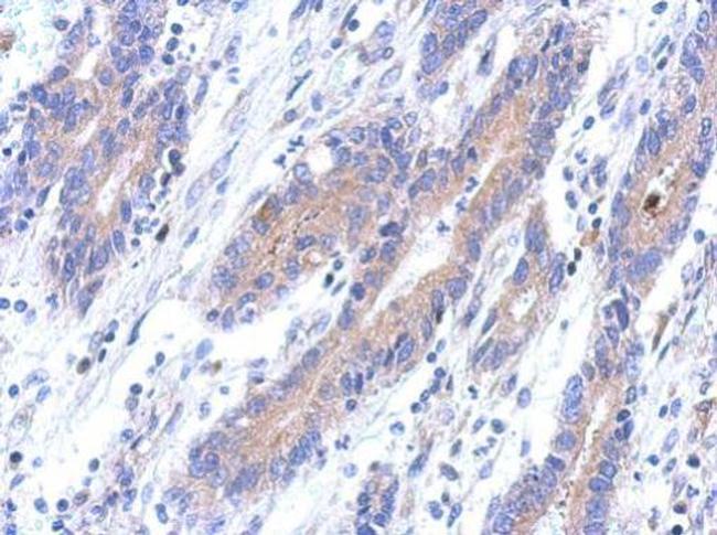 C12orf41 Antibody in Immunohistochemistry (Paraffin) (IHC (P))