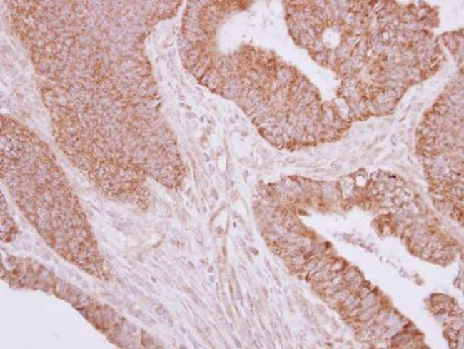 MOSC2 Antibody in Immunohistochemistry (Paraffin) (IHC (P))