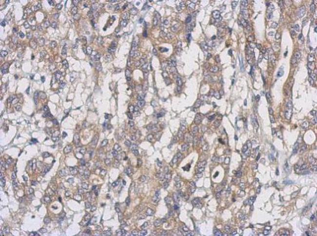 UXS1 Antibody in Immunohistochemistry (Paraffin) (IHC (P))