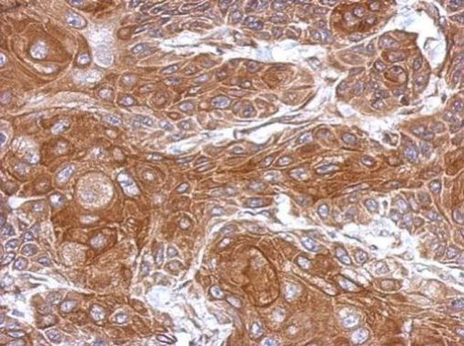 THOC5 Antibody in Immunohistochemistry (Paraffin) (IHC (P))